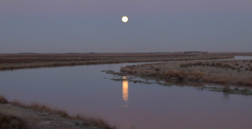Naturkanon: Alle elever i Naturens Rige skal lære om udvalgte særlige naturperler